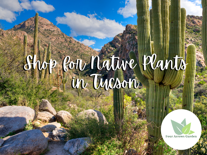 Shop for Native Plants in Tucson | Four Arrows Garden